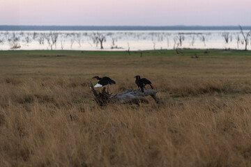 View of the flying bird at the riverside