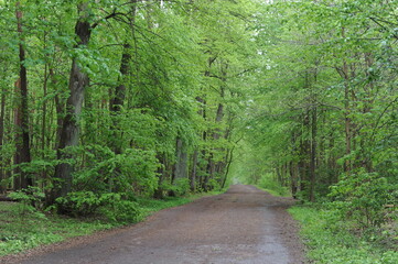 Forest road or path with lush green leaves on the trees in Poland, Europe