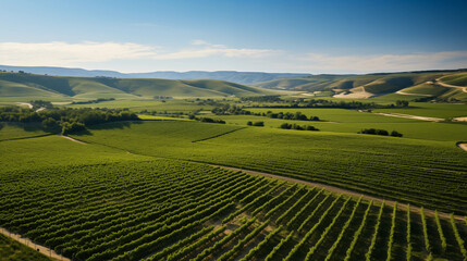 Aerial view of a lush green vineyard in the countryside, with rows of grapevines and a clear blue sky