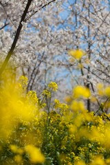 
Yellow rapeseed flowers growing in the wild