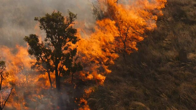 Fire in nature and burning of trees and reeds and escape of animals