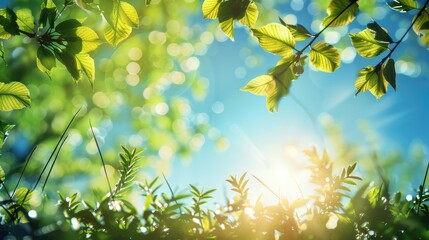 leaves and sun rays sea, tourism, blue, leaf, outdoor, beautiful, 