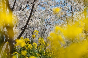 
Yellow rapeseed flowers growing in the wild