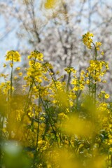
Yellow rapeseed flowers growing in the wild