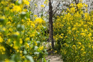 
Yellow rapeseed flowers growing in the wild