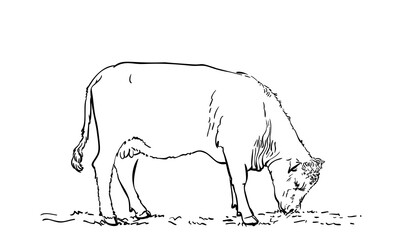 Grazing cow hand drawn illustration isolated, Line vector sketch of farm animal eating grass