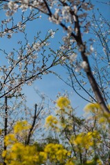 
Yellow rapeseed flowers growing in the wild