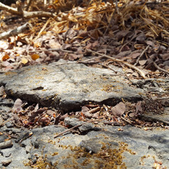 Amidst jungle foliage, a weathered stone rests on a bed of dry leaves, embodying quiet resilience and timeless beauty