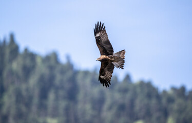black kite in flight in search of food on a sunny day in the south of Altai in the Kosh Agach region