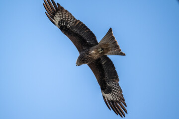 black kite in flight in search of food on a sunny day in the south of Altai in the Kosh Agach region