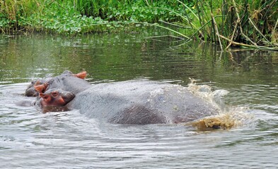 Obraz premium a baby hippopotamus nuzzling against his mother while swimming in a lake in ngorongoro conservation area in tanzania, east africa 