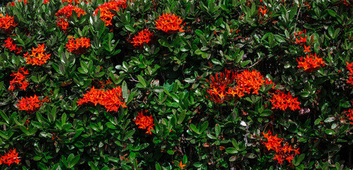 Red-orange flower bush