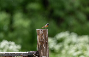 common redstart in search of food on a sunny day in the south of Altai in the Kosh Agach region
