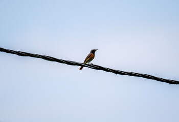 a warbler looking for food on a sunny day in the south of Altai in the Kosh Agach region