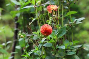 Nice greenery with beautiful dahlia flowers -Gardening