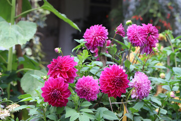 Obraz premium Nice greenery with beautiful dahlia flowers -Gardening