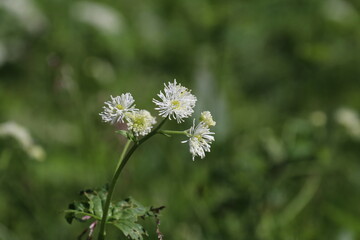 夏の木曽駒ケ岳に咲く花。モミジカラマツ。