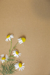 Kwiaty rumianku na naturalnym tle. © Katarzyna