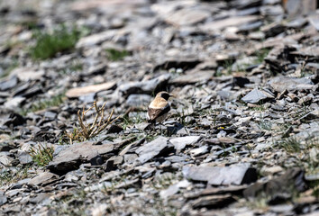 desert wheatear in search of food on a sunny day in the south of Altai in the Kosh Agach region