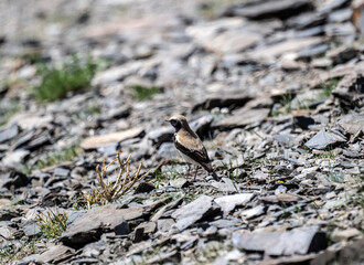 desert wheatear in search of food on a sunny day in the south of Altai in the Kosh Agach region