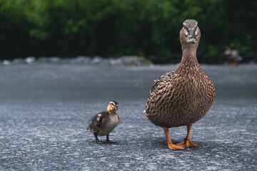 Mallard female with little ducklings. Breeding season in wild ducks. Mallard duck with a brood in a colorful spring place. Little ducklings with mom duck