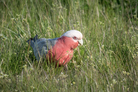 Female Galah