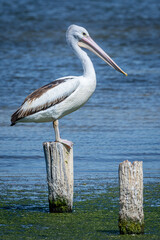 Pelican Perched Pylon