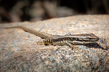 Small Skink Sunning lizard
