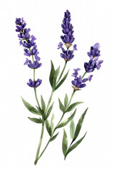 Fototapeta premium Delicate purple lavender with slender green stem, simple watercolor illustration isolated on a white background 