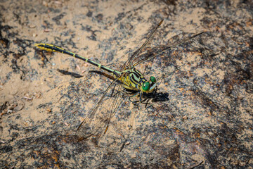 Dragonfly Perched