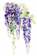 Obraz premium Elegant purple wisteria with delicate green vine, simple watercolor illustration isolated on a white background 