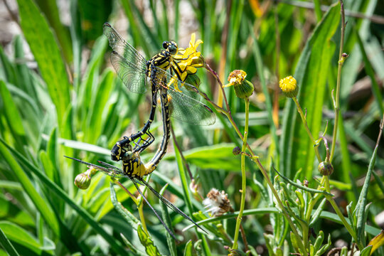 Dragonflies Mating