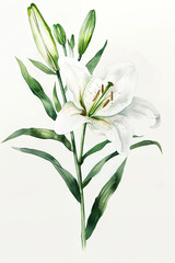 Fototapeta premium Elegant white lily with graceful green stem, simple watercolor illustration isolated on a white background 