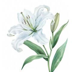 Fototapeta premium Elegant white lily with graceful green stem, simple watercolor illustration isolated on a white background 