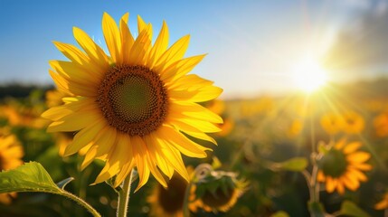 Obraz premium Vibrant sunflower field at sunset