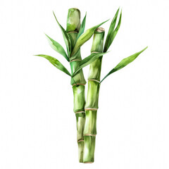 Naklejka premium Fresh green bamboo shoot with slender stem, simple watercolor illustration isolated on a white background 