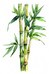Naklejka premium Fresh green bamboo shoot with slender stem, simple watercolor illustration isolated on a white background 