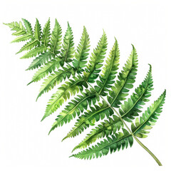Lush green fern leaf with intricate details, simple watercolor illustration isolated on a white background 