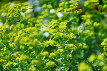 Euphorbia salicifolia. Close up of plant with yellow flowers.