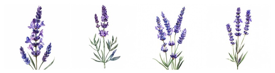 Fototapeta premium Watercolor illustrations of lavender stems, perfect for themes of relaxation, aromatherapy, calming, and floral decoration, ideal for Mother's Day and wellness designs