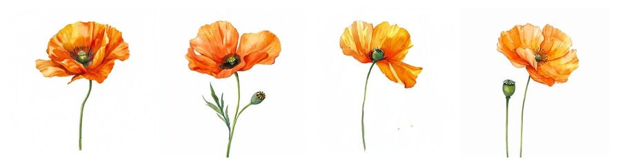 Four vibrant orange poppies, hand-painted in watercolor, symbolizing Remembrance Day, nature, and beauty against a clean white background