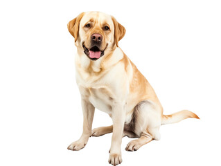 Full body shot of Labrador Retriever dog, sitting, looking around curiously.