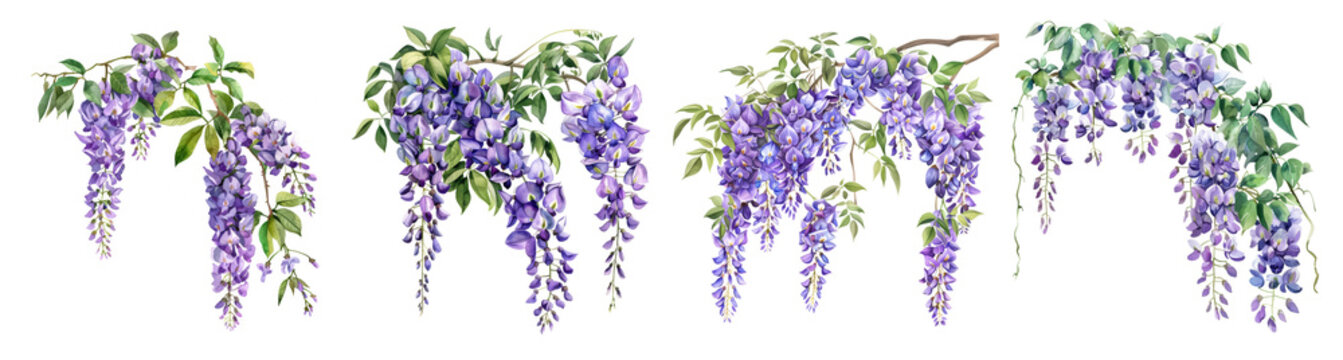 Watercolor illustration of purple wisteria flowers with green leaves, ideal for spring themes and Mother's Day designs