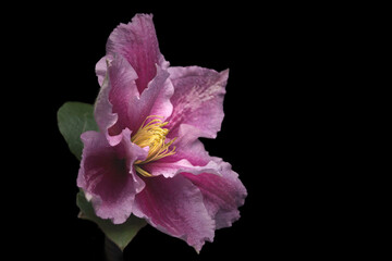 Fototapeta premium Pink Clematis on a Black Background
