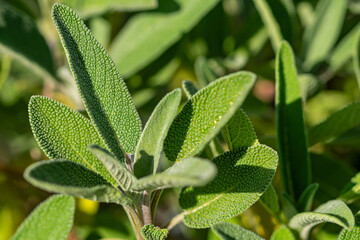 Closeup macro shot of sage plant