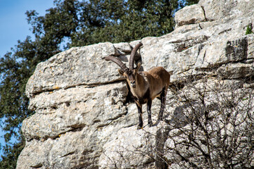 Goats in Torcal de Antequerra National Park, limestone rock formations and known for unusual karst landforms in Andalusia, Malaga, Spain.