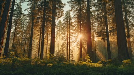 Fototapeta premium Sunlight streaming through tall trees in a tranquil forest, casting a warm, serene glow over the lush greenery and creating a peaceful atmosphere.