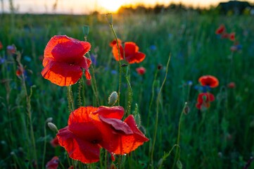 A red radiant poppy field in the early morning covered with dew