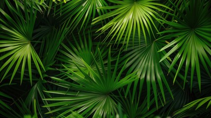 Close up view of palm tree leaves with spiky edges Influence of environment on plant structures and species variety