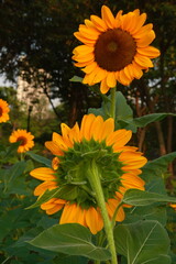 Field of sunflowers with the bright sunlight. Sunflower photos on the rear. Sunflowers are the flowers like sunny